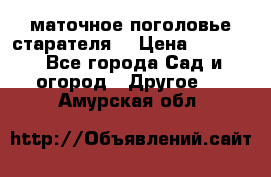 маточное поголовье старателя  › Цена ­ 3 700 - Все города Сад и огород » Другое   . Амурская обл.